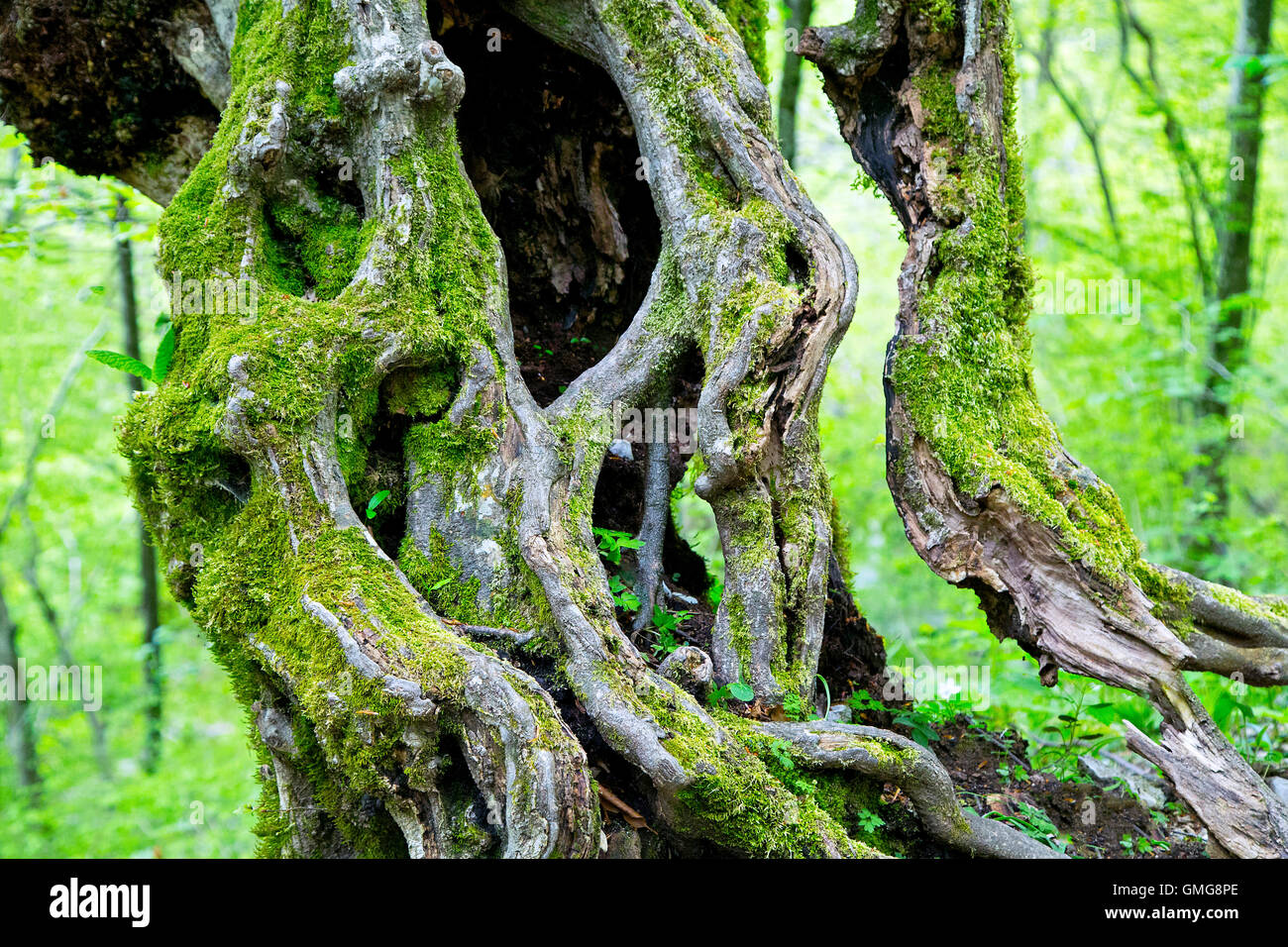 Old dilapidated trunk overgrown with moss Stock Photo