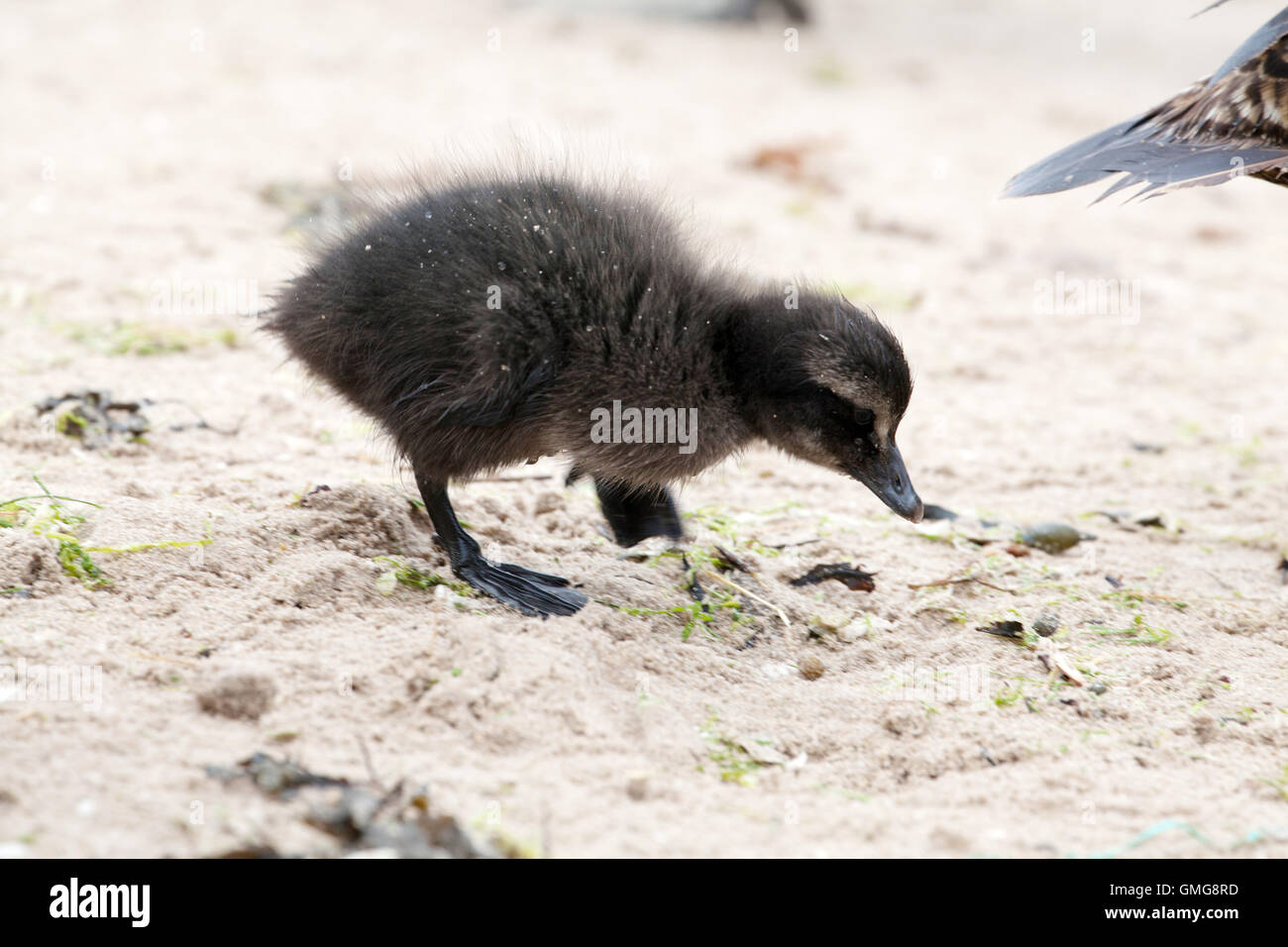 Baby eider duck on Seahouses beach Northumberland England Great Britain Stock Photo