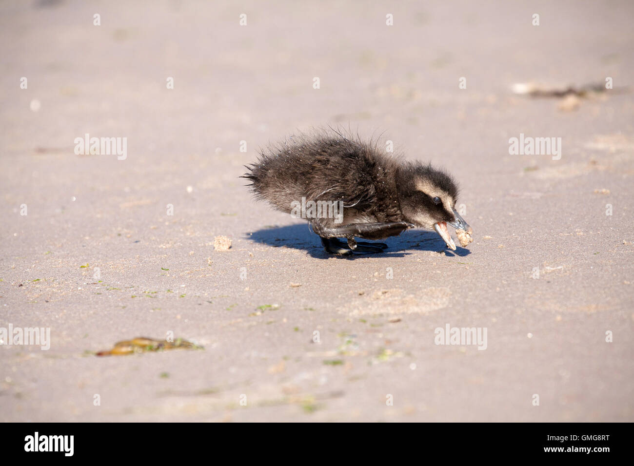 Baby eider duck on Seahouses beach Northumberland England Great Britain Stock Photo