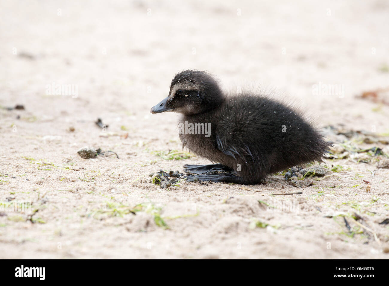 Baby eider duck on Seahouses beach Northumberland England Great Britain Stock Photo
