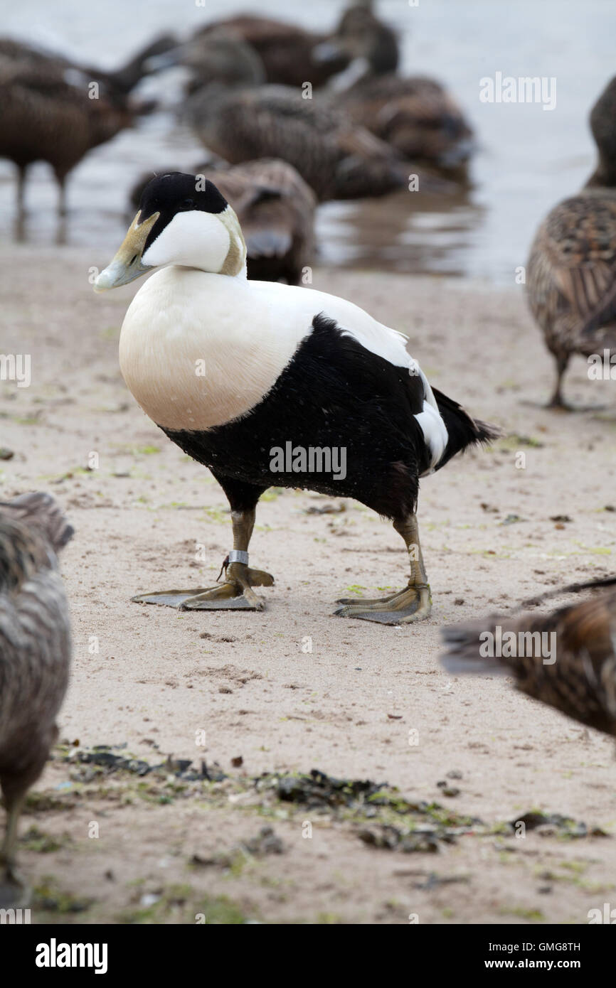 Male eider duck on Seahouses beach Northumberland England Great Britain Stock Photo