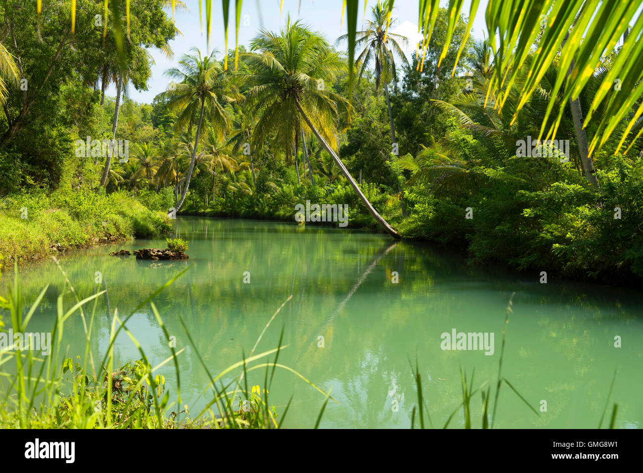 Coconut palms above the river in jungle of  Indonesia Stock Photo