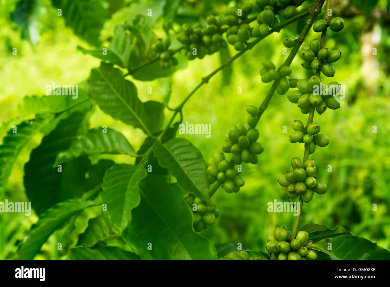 Green coffee beans on the tree branch Stock Photo
