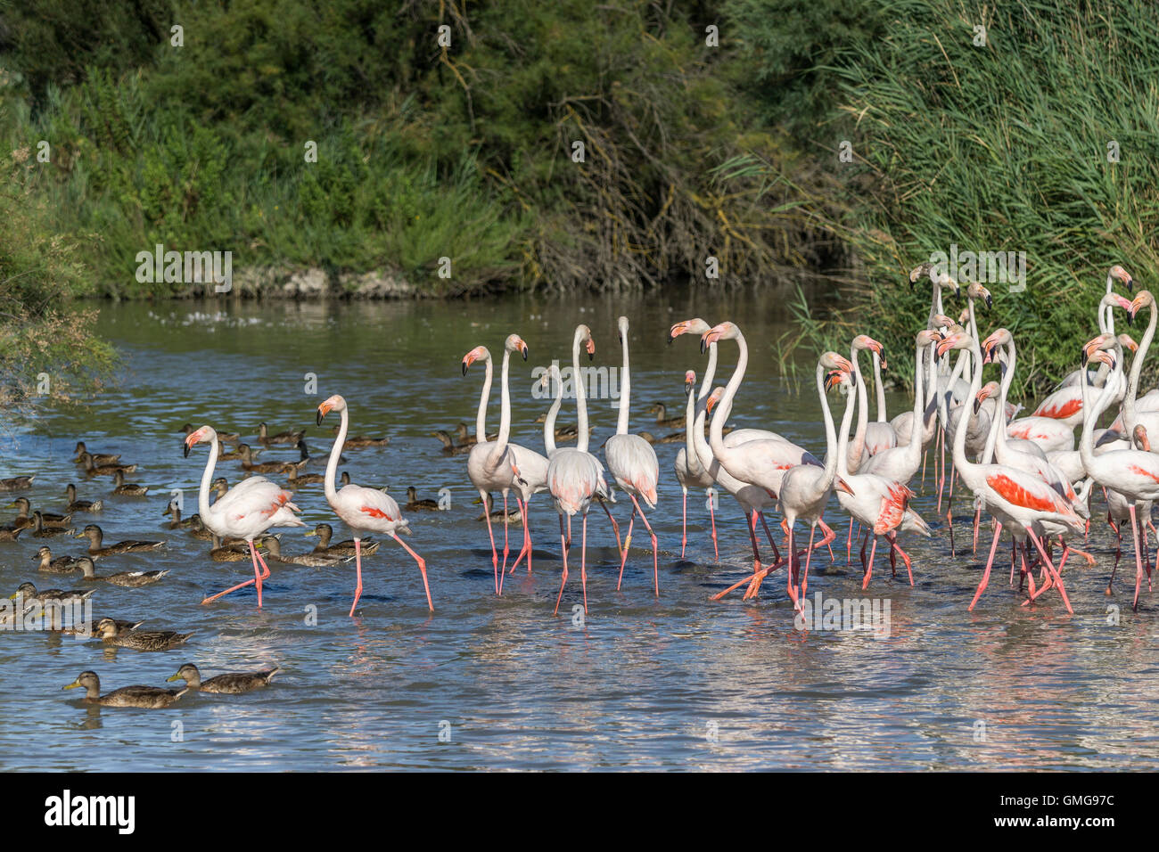 American  Flamingos, (Phoenicopterus ruber),  Parc Ornithologique du Pont de Gau, Camargue, France , Europe Stock Photo