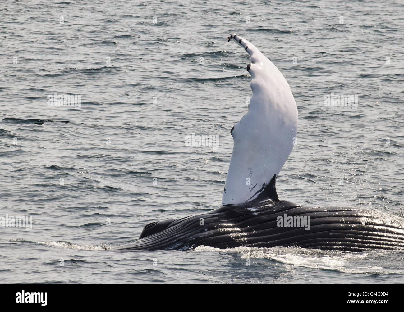 Humpback whale breaching mouth hi-res stock photography and images - Alamy