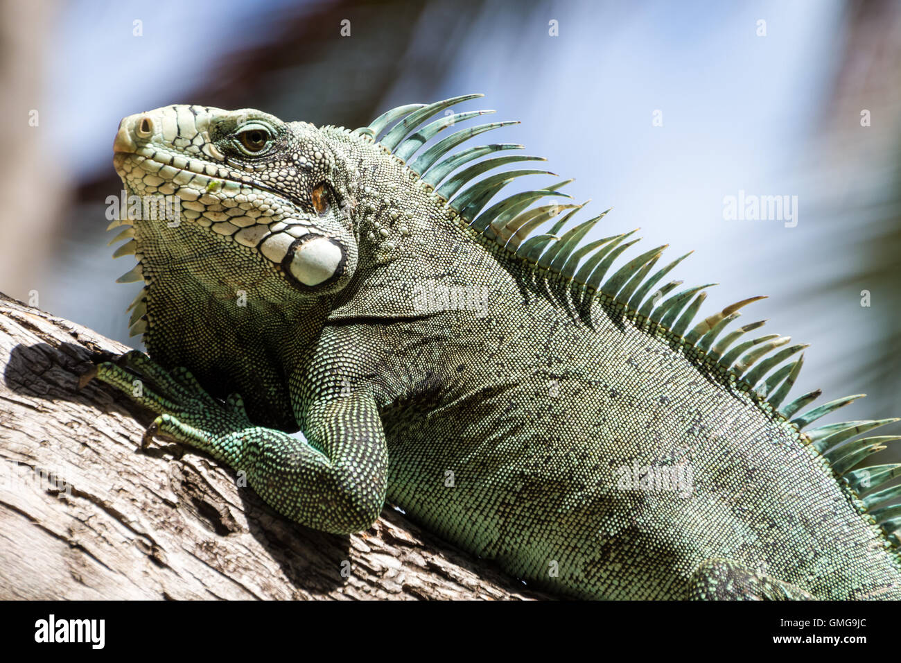Green Iguana lizard Stock Photo - Alamy