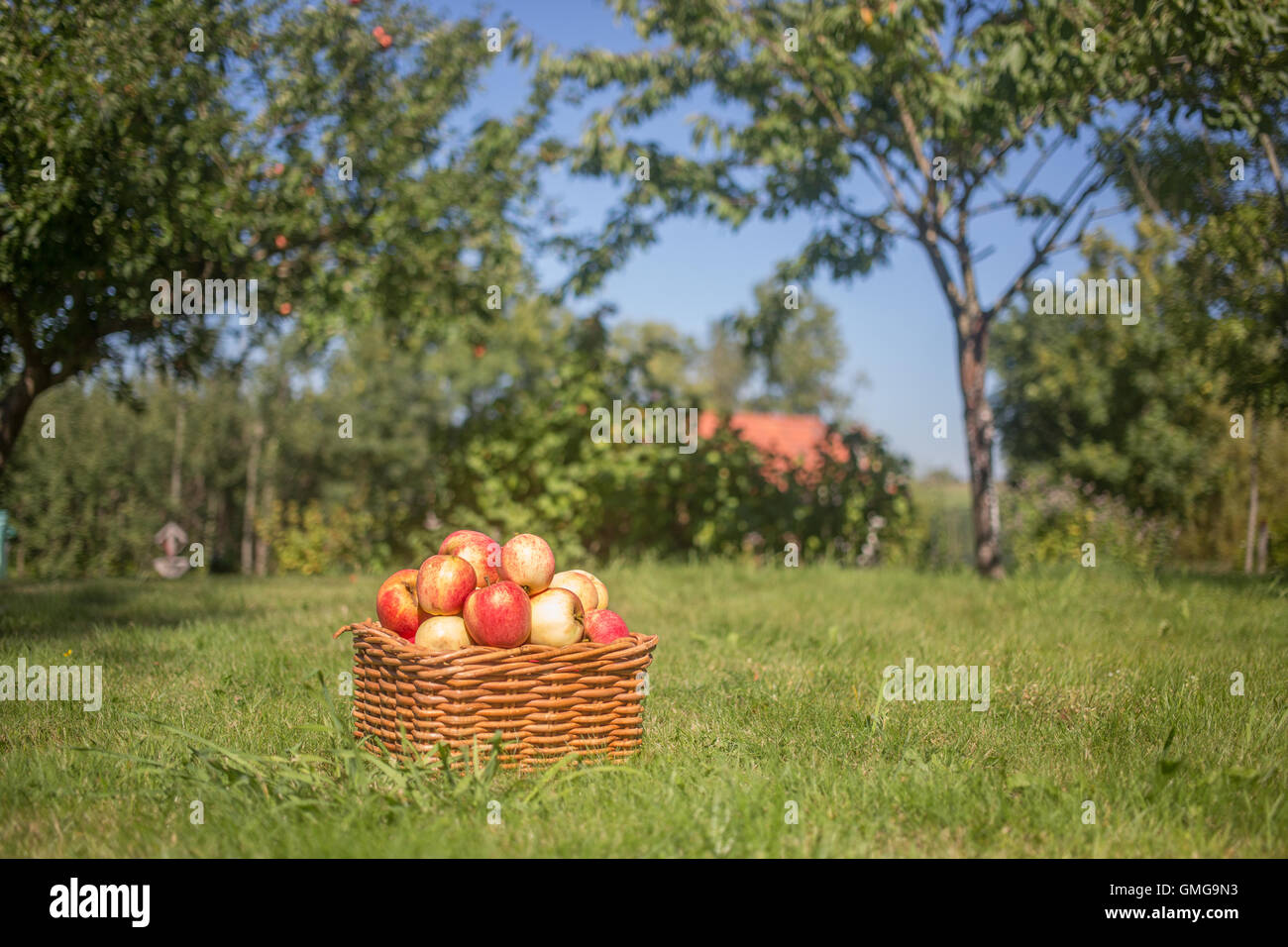 A basket of apples in standing in a backyard on a sunny day. Stock Photo