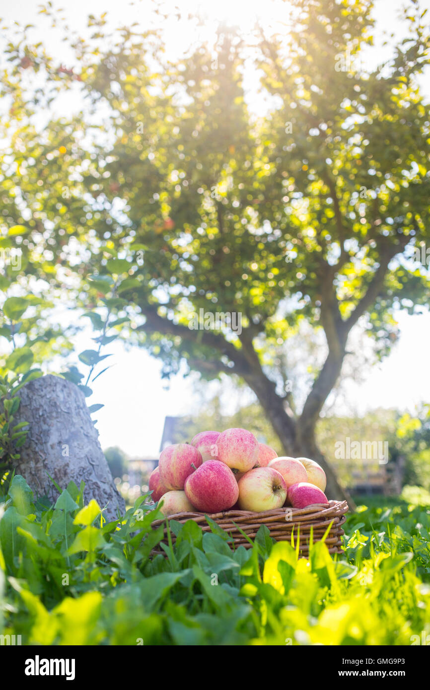 A basket of apples in the grass in front of a apple tree with the sun shining through. Stock Photo