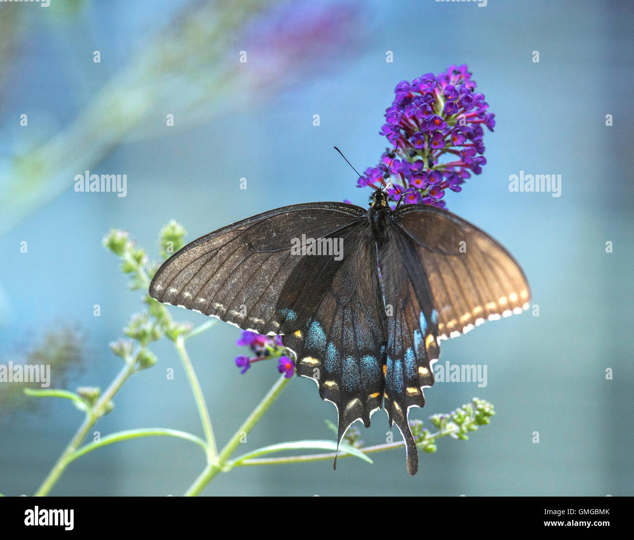 Spicebush swallowtail butterflies hires stock photography and images