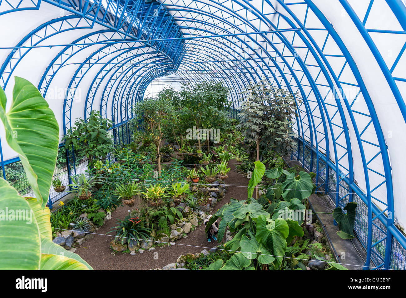 Green house for many orchids and other tropical plants at Botanical Garden. Quito, Ecuador. Stock Photo