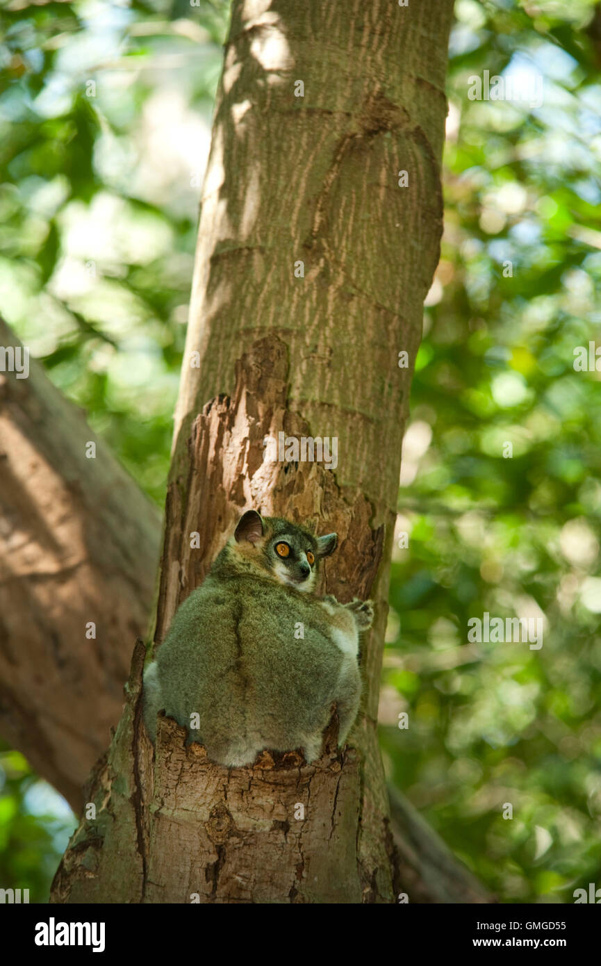 White footed sportive lemur Lepilemur leucopus Madagascar Stock Photo