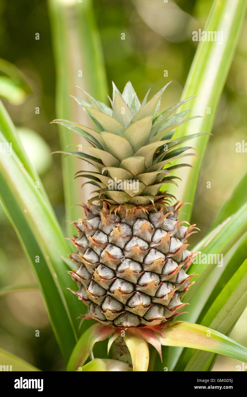 Pineapple Plant Ananas comosus Madagascar Stock Photo