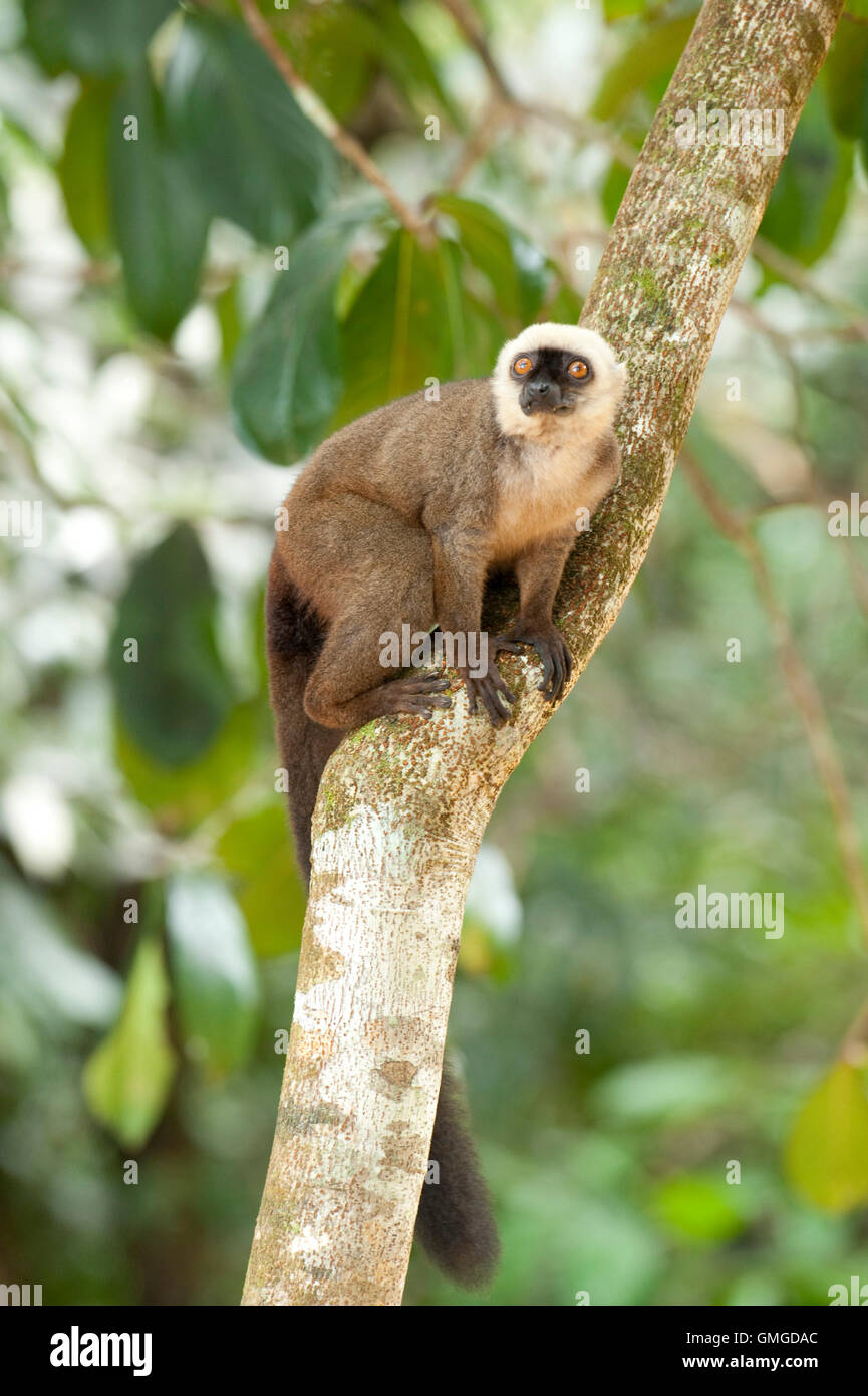 White Fronted Brown Lemur Eulemur albifrons Stock Photo