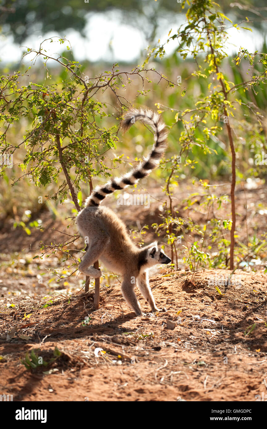 Ring-tailed lemur scent-marking - and breeding season! - Duke Lemur Center