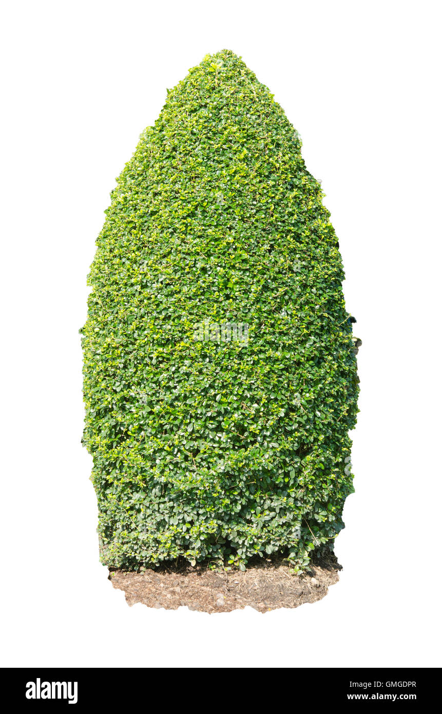 Green bush isolated on white background Stock Photo