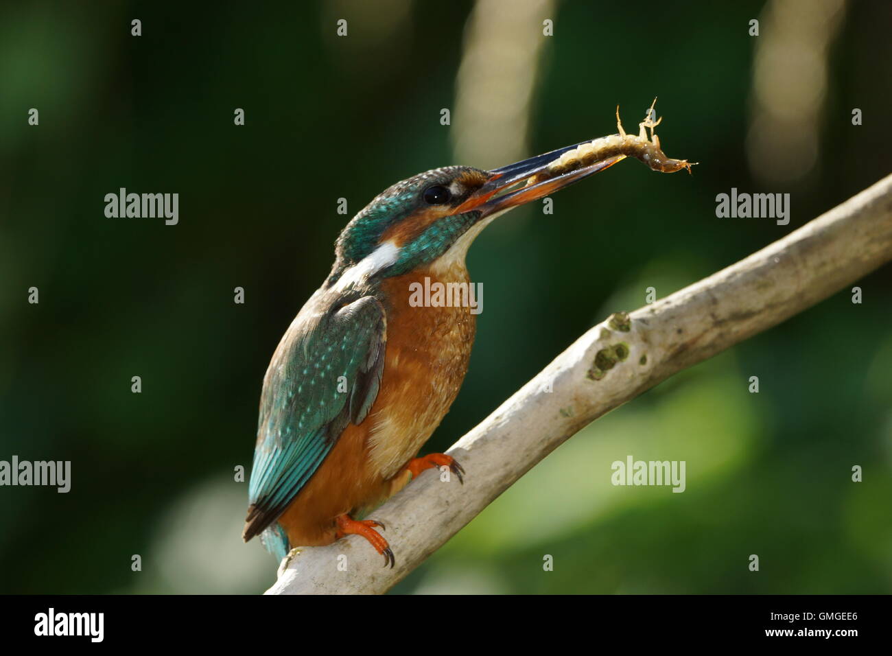 Kingfisher with great diving beetle larva Stock Photo