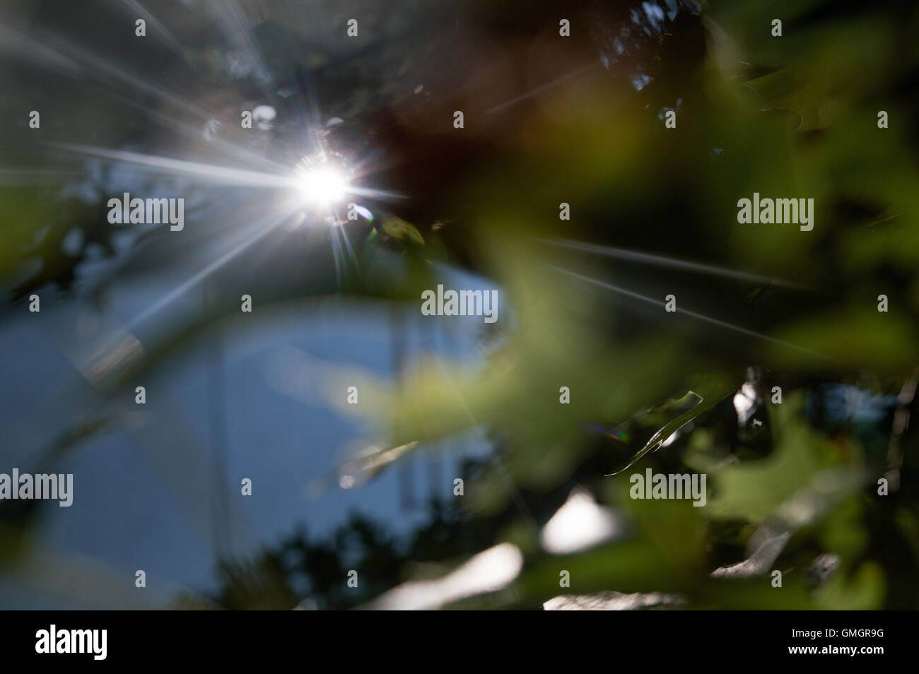 Sunlight streams through summer oak leaves at the Abbey of Gethsemani, a Trappist monastery in Kentucky Stock Photo