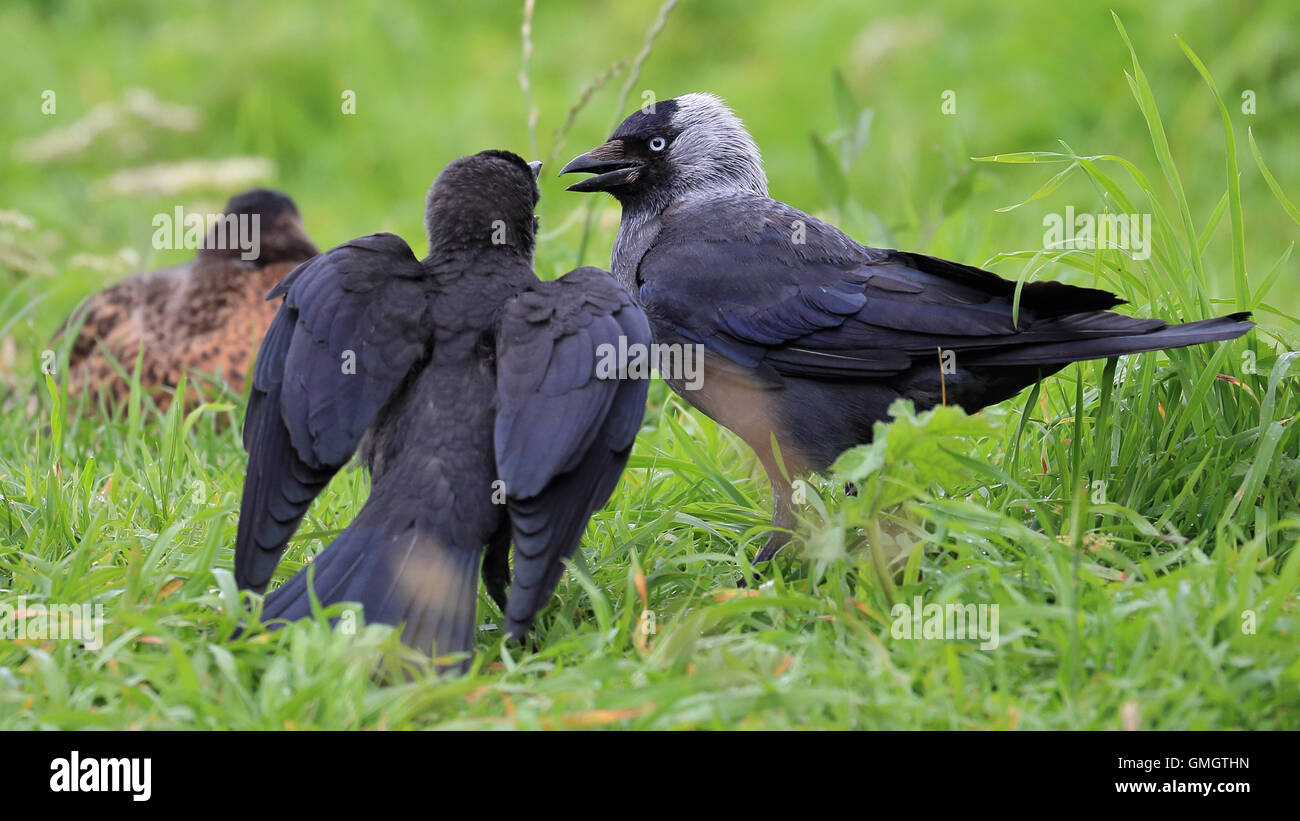 Juvenile Eurasian Jackdaw, also known as Western Jackdaw or Jackdaw, begging for food from its parent both on green grass Stock Photo