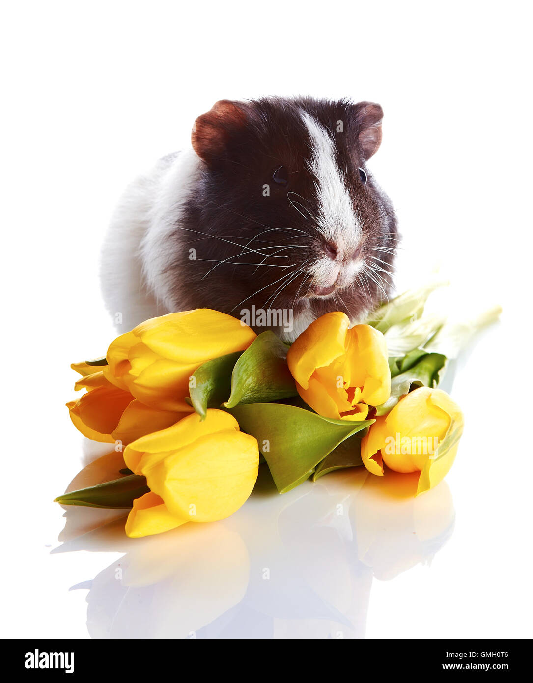 Guinea pig with tulips Stock Photo Alamy