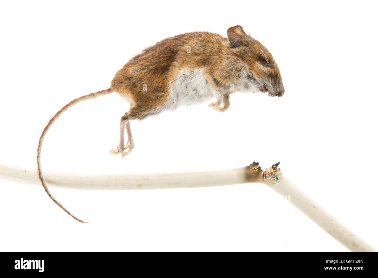 Rodent mouse with cable hi-res stock photography and images - Alamy
