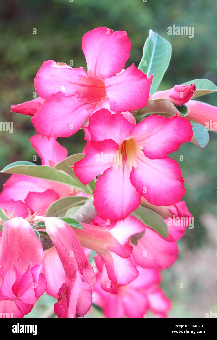 Pink desert rose adenium hi-res stock photography and images - Alamy