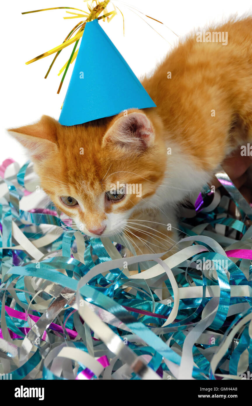 Cat kitten with hat stock photo alamy