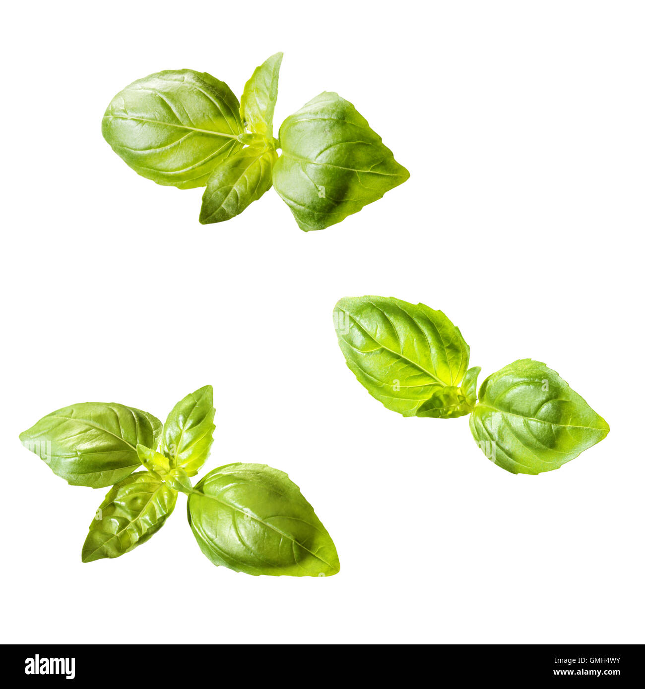 Basil plant root hires stock photography and images Alamy