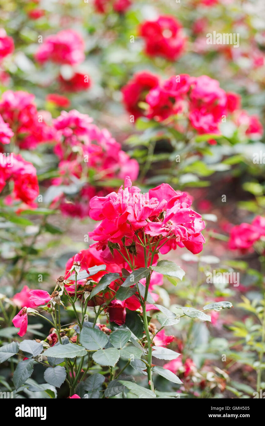 Garden blooming red roses hi-res stock photography and images - Alamy