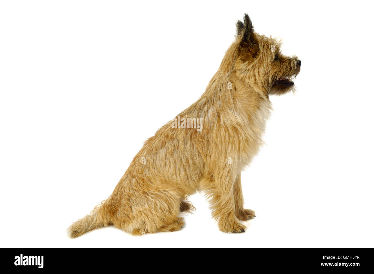 Cairn Terrier dog in profile Stock Photo