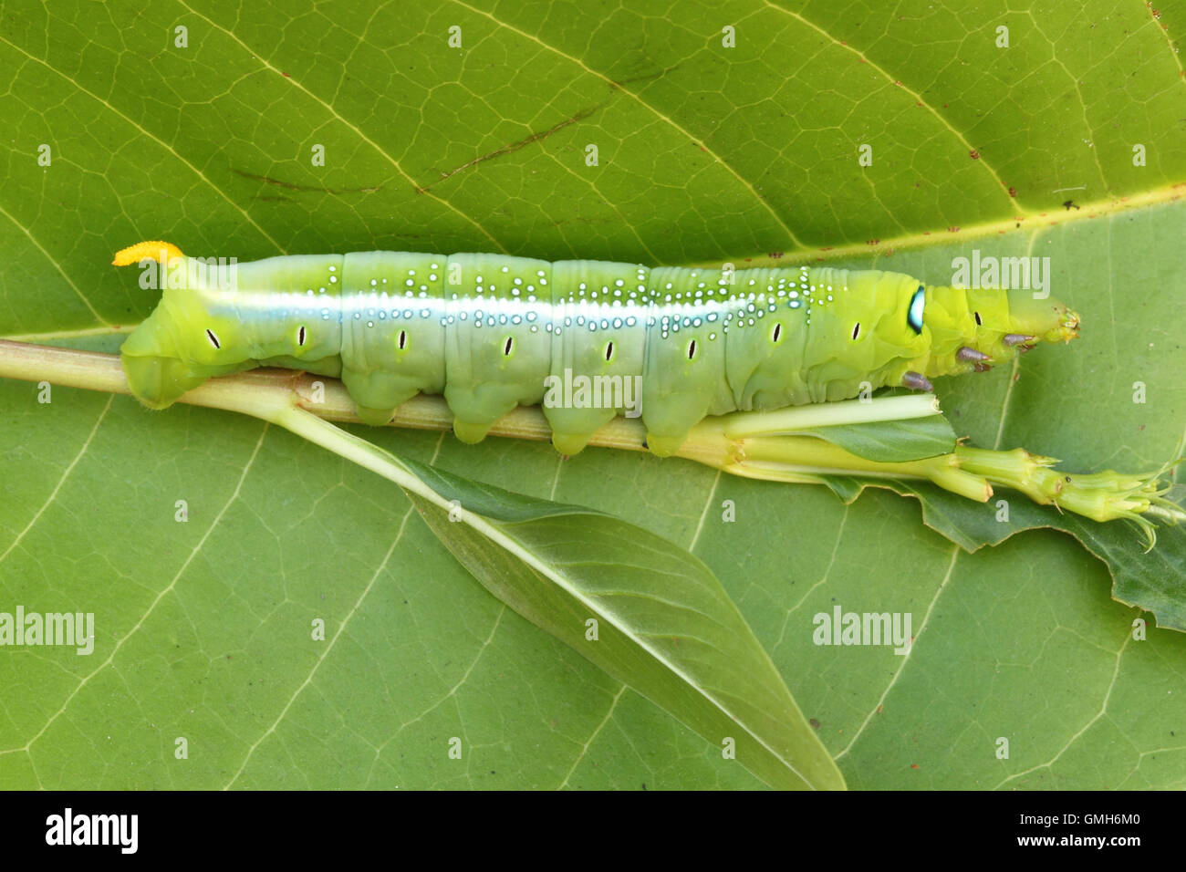 the green caterpillar Stock Photo - Alamy
