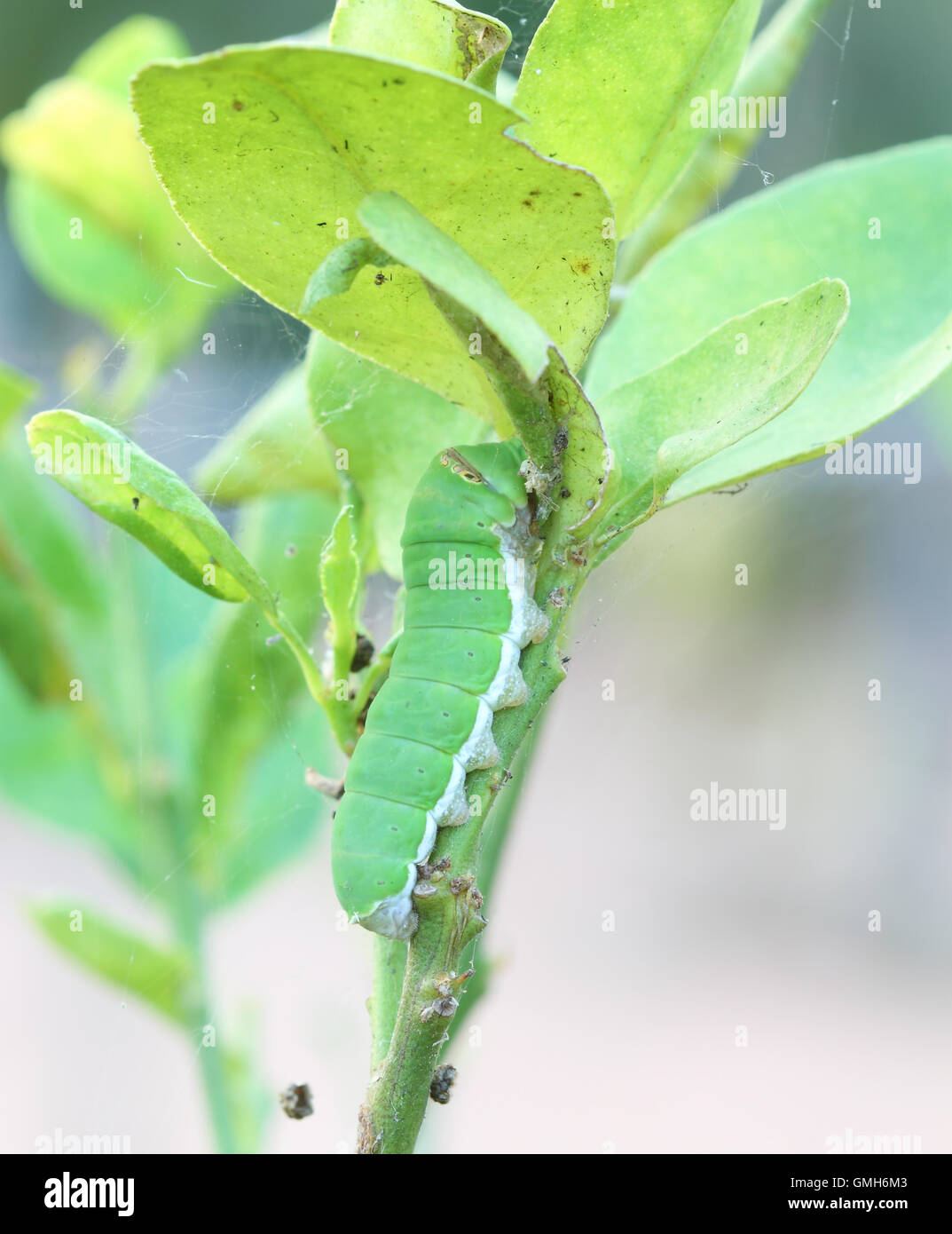 the green caterpillar Stock Photo - Alamy