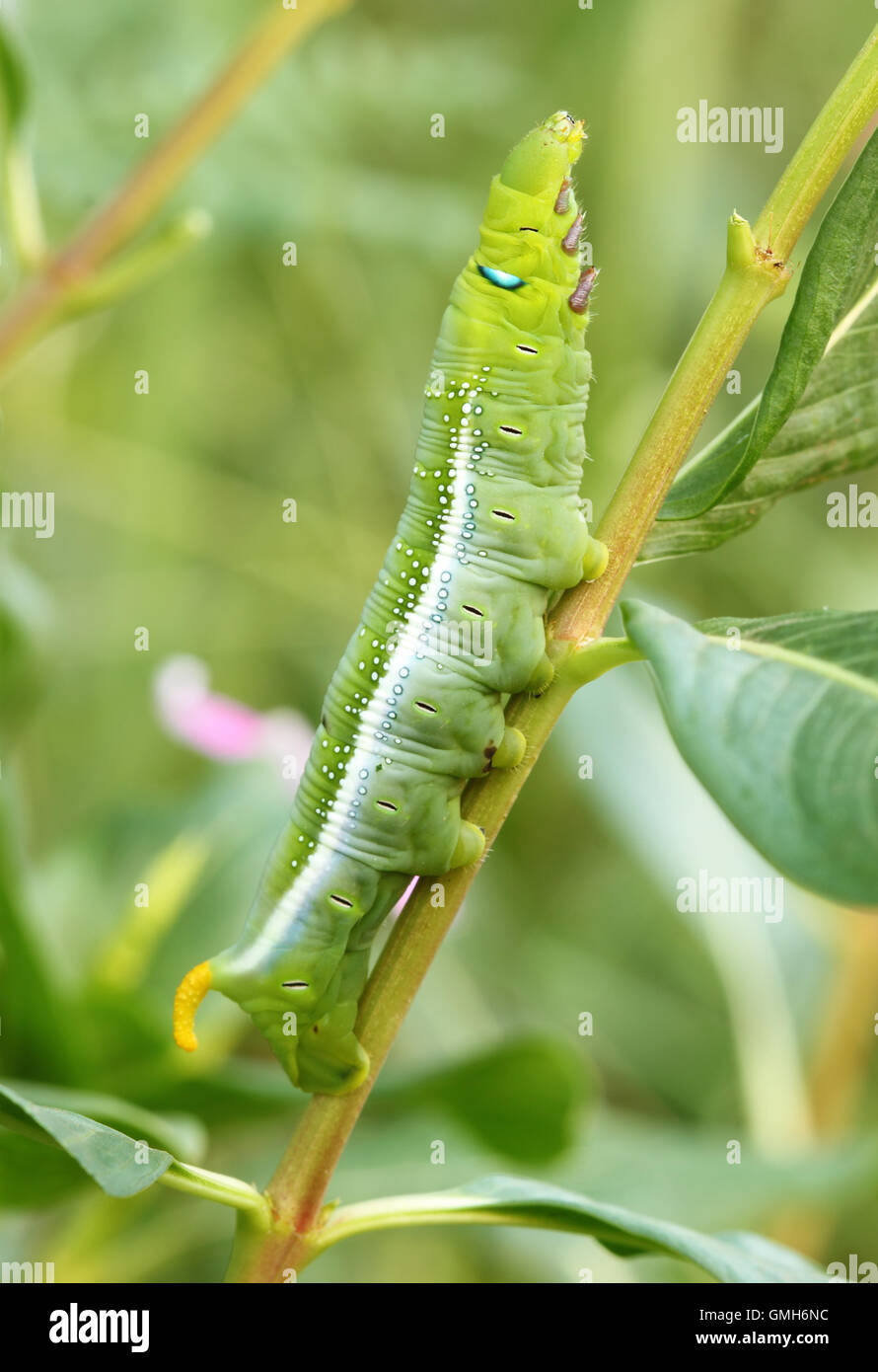 the green caterpillar Stock Photo - Alamy