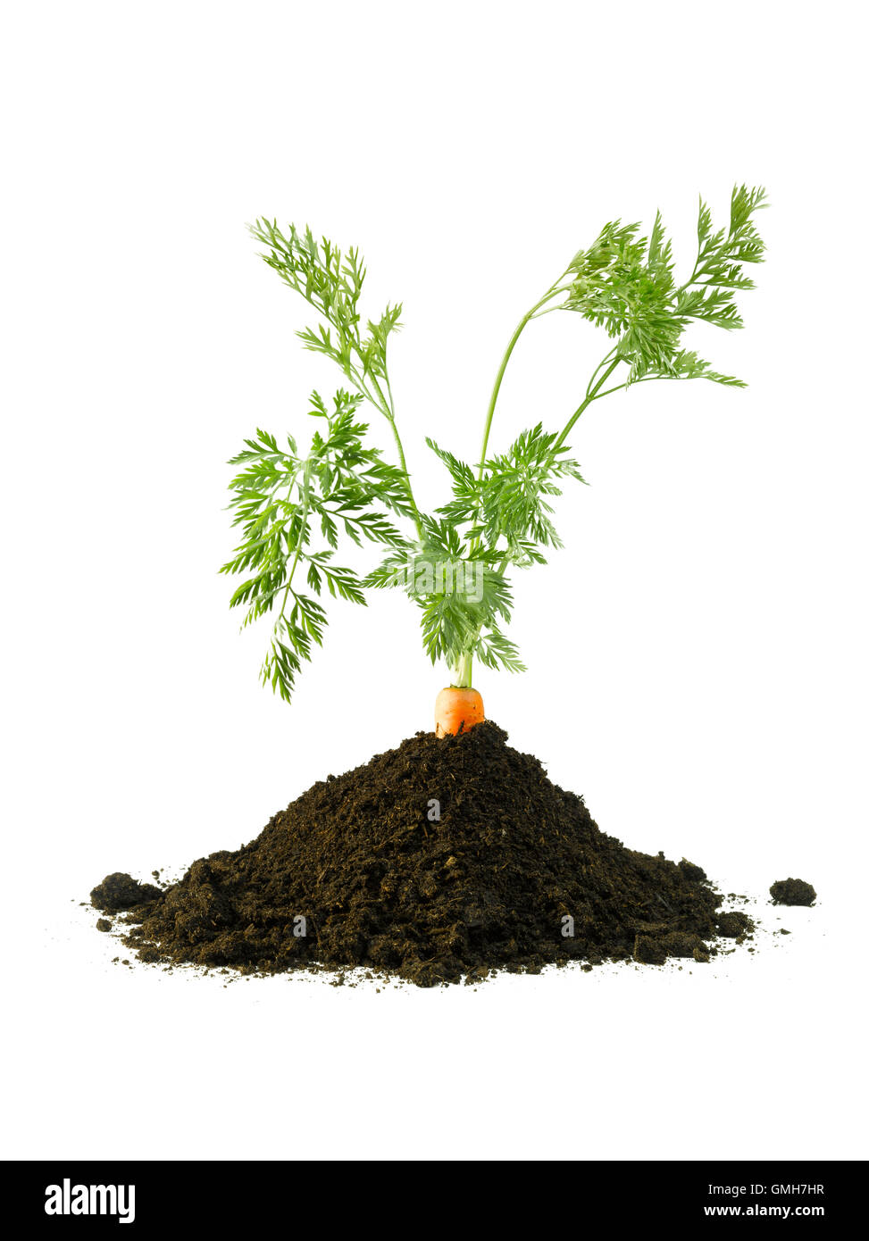 Carrot in the ground Stock Photo Alamy
