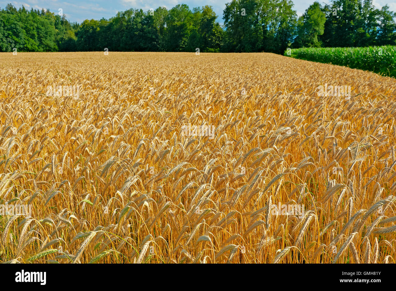 Wheat Fields in Bavaria Stock Photo - Alamy