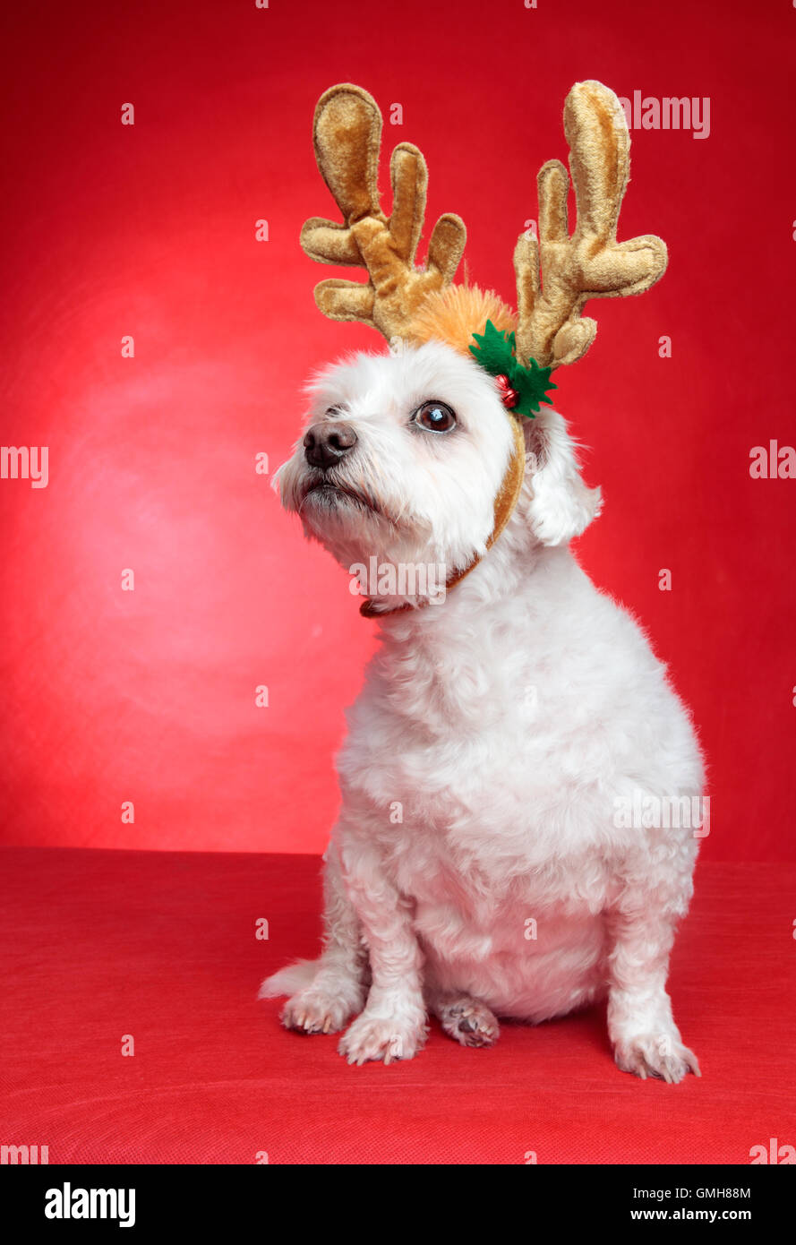 Cute puppy dog with antlers Stock Photo Alamy
