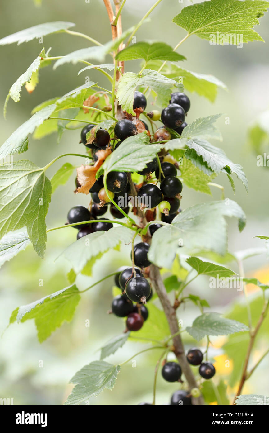 Black Currant Branch Hi Res Stock Photography And Images Alamy