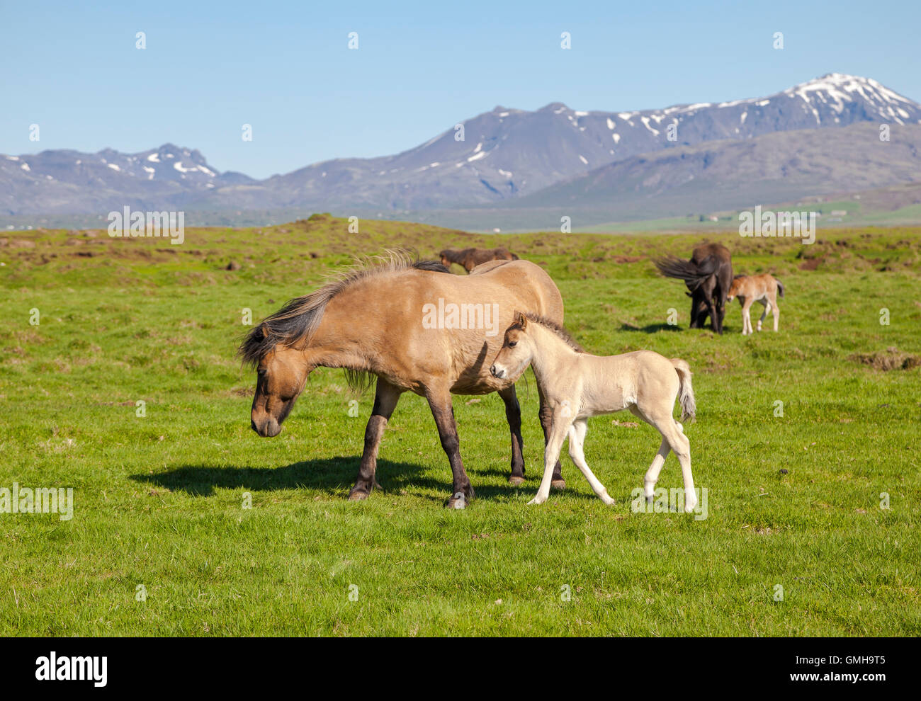 Brown horse with a foal on a green field with mountains in the background, Iceland Stock Photo