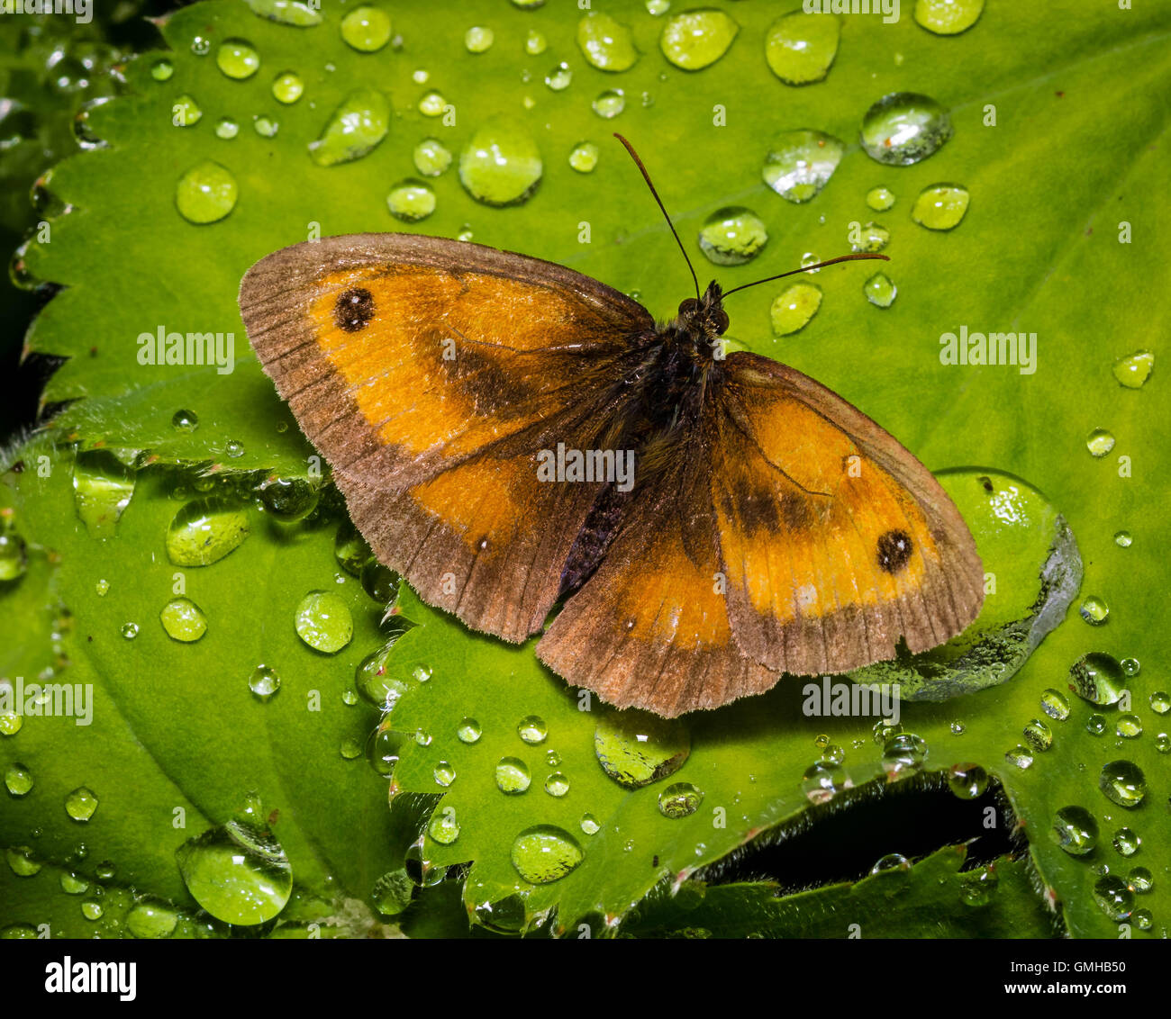 Gatekeeper Butterfly in the Rain. Stock Photo