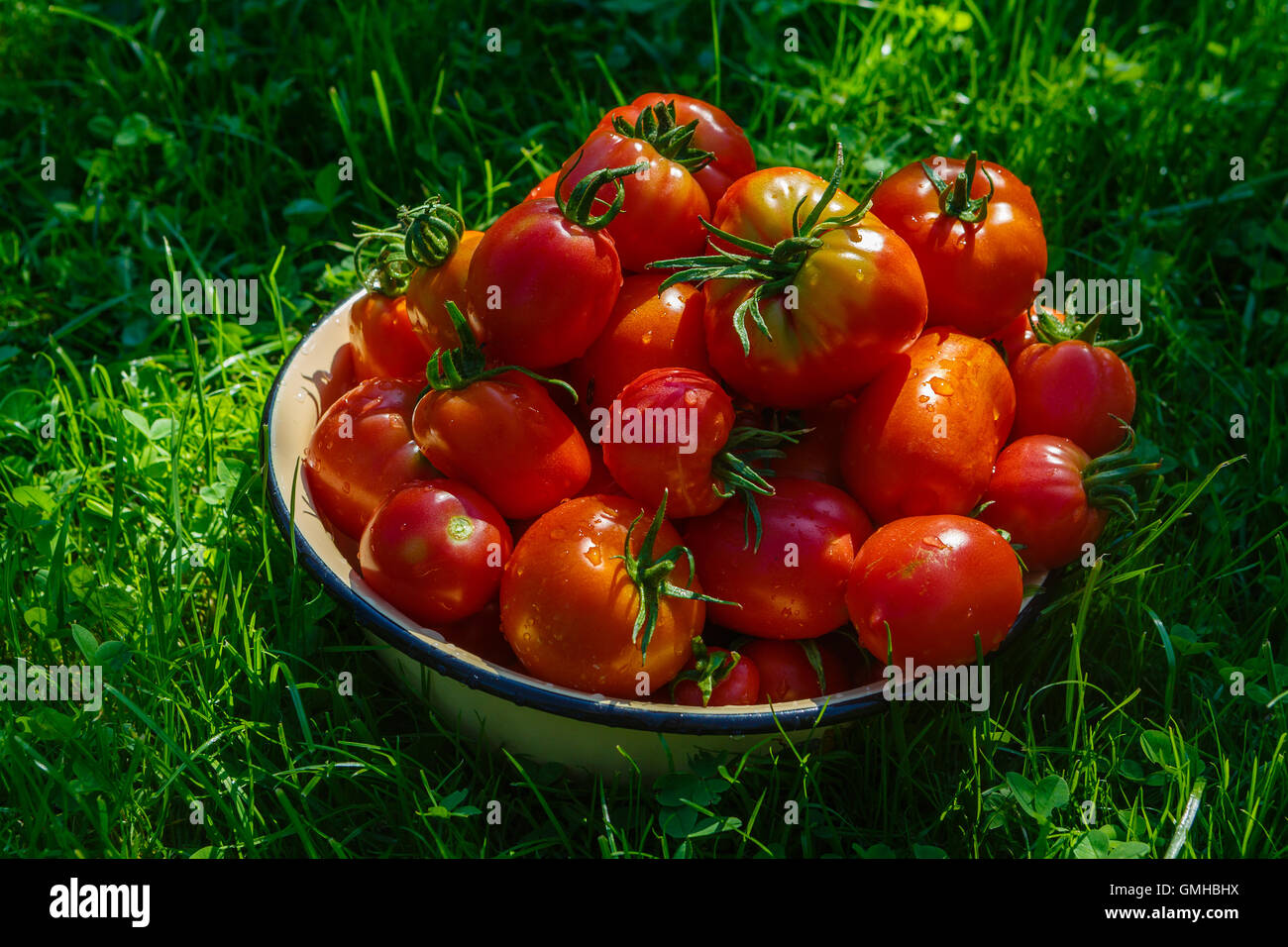 Fresh tomatoes  gathered in a vegetable garden Stock Photo