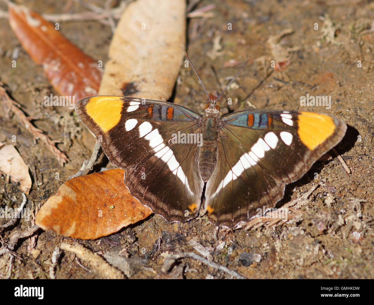 California Sister (Adelpha californica) perched on the ground. Stock Photo