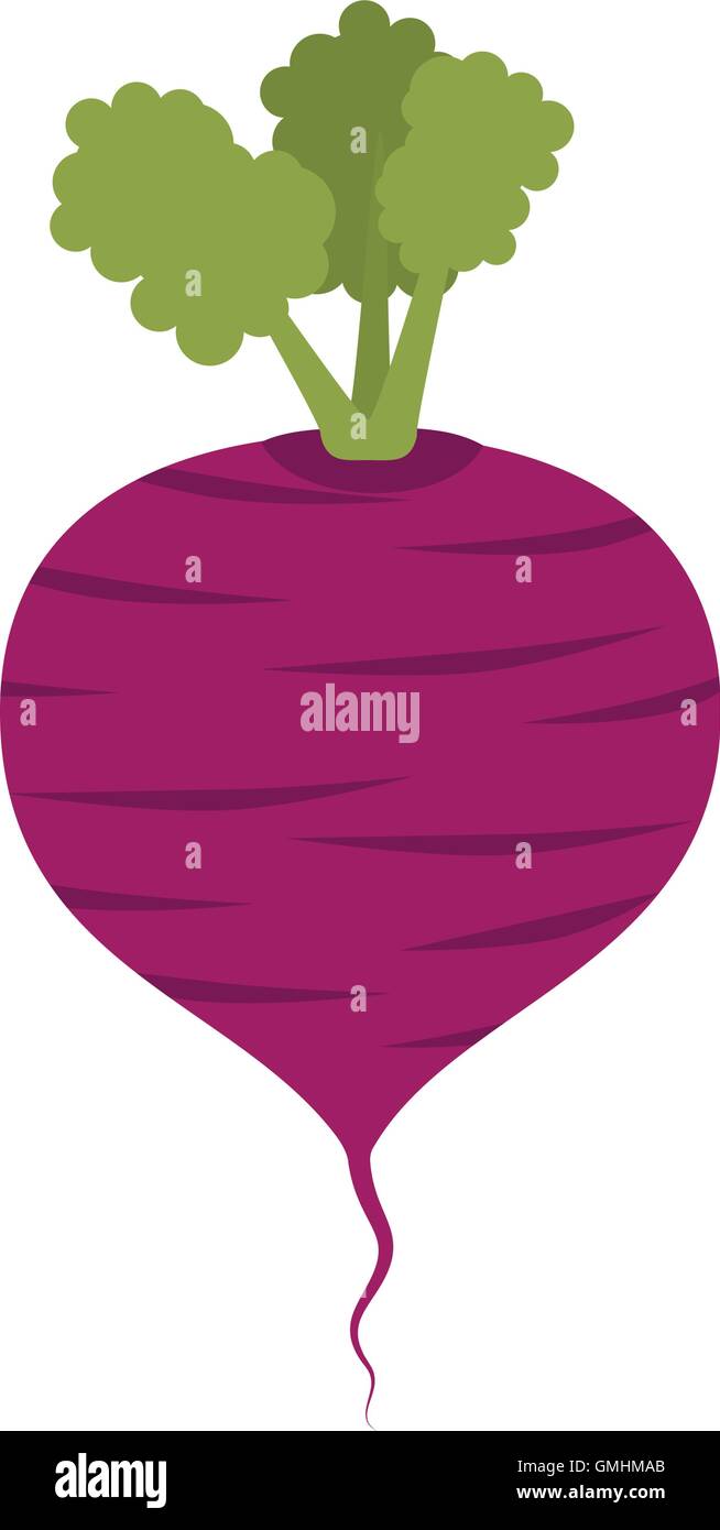 One beetroot Stock Vector Images - Alamy