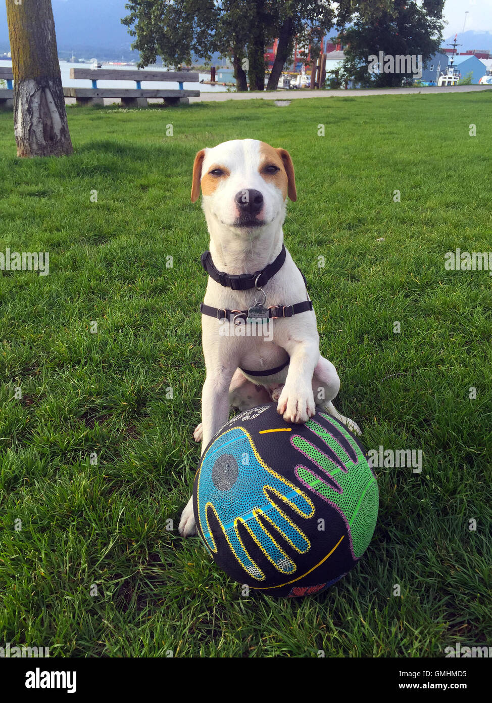 Mac (Macchiato) Cute Jack Russell Terrier Dog Just Finished Bouncing Basketball Off His Nose Crab Park, Vancouver, BC Canada -3 Stock Photo