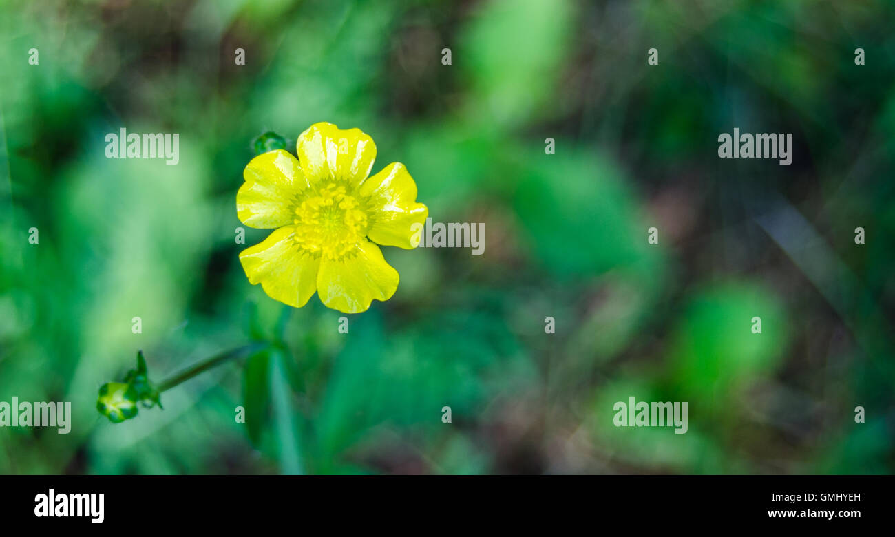 Yellow weeds hires stock photography and images Alamy