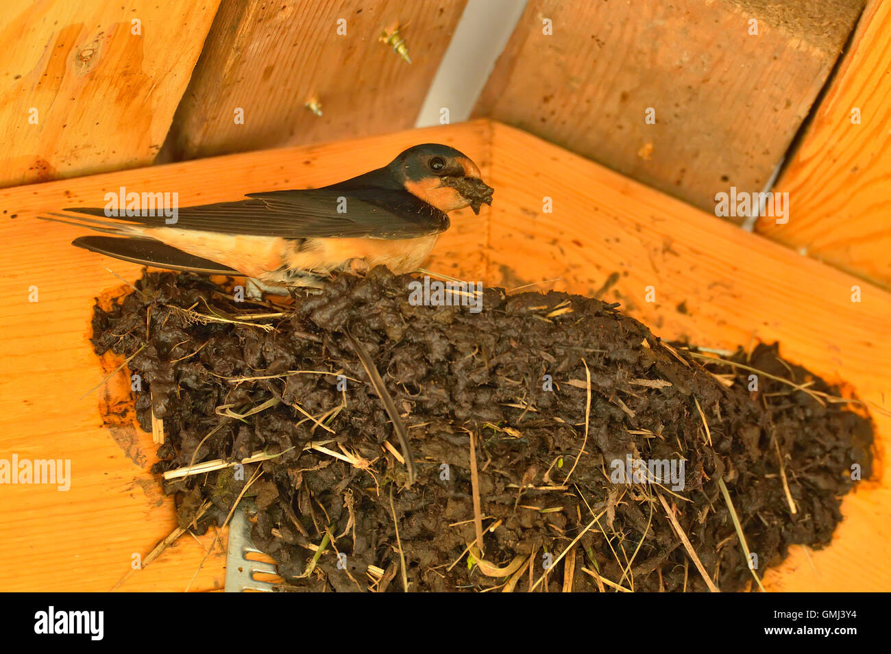 Barn swallow (Hirundo rustica) Adults constructing mud nest in pavilion rafters, Sandstone, Minnesota, USA Stock Photo