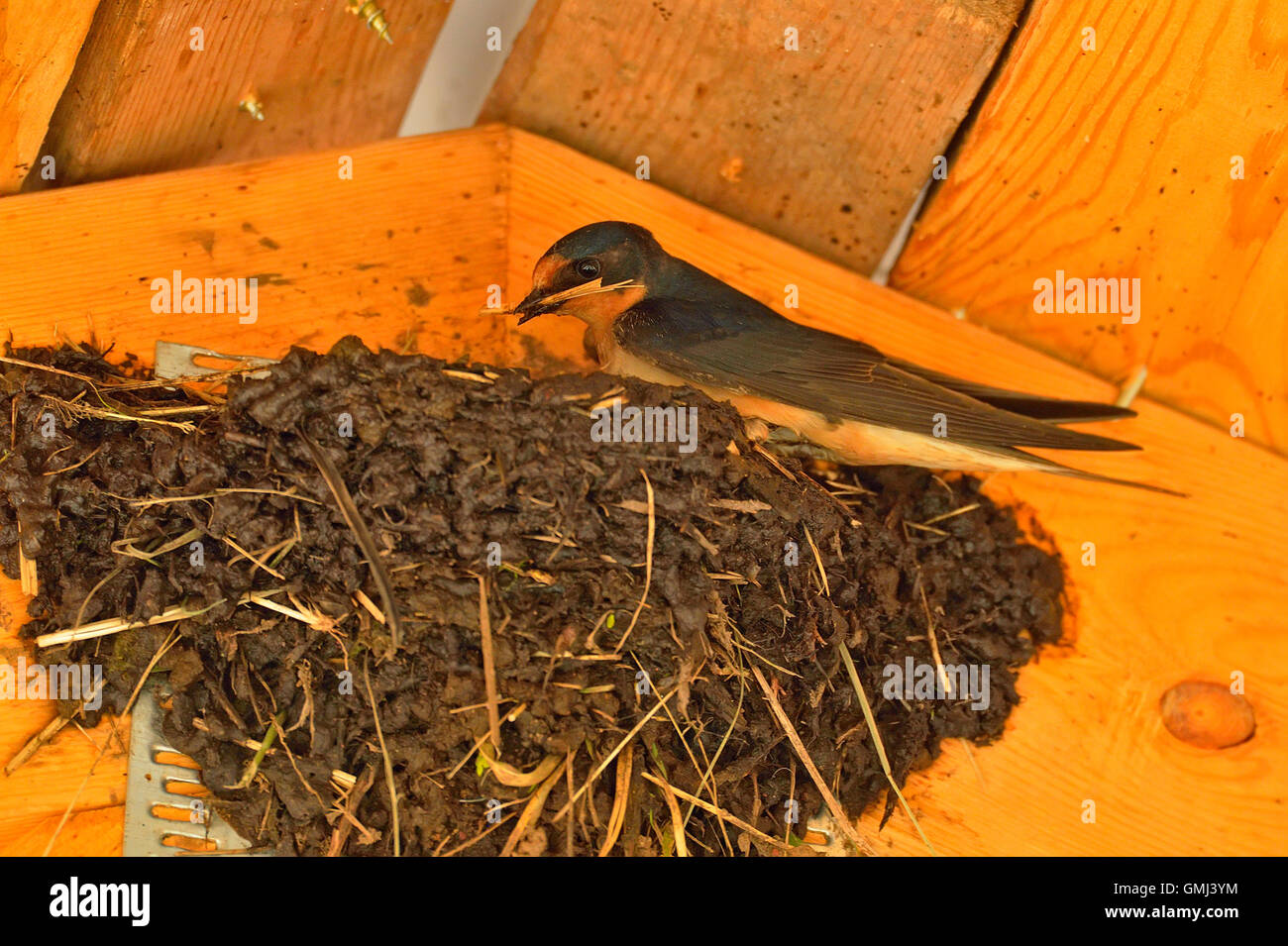 Barn swallow (Hirundo rustica) Adults constructing mud nest in pavilion rafters, Sandstone, Minnesota, USA Stock Photo