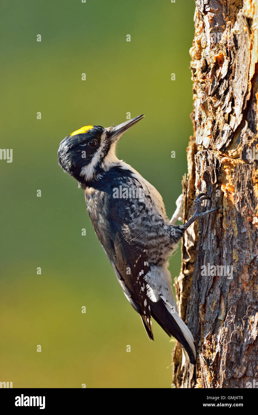 Black-backed woodpecker (Picoides arcticus) male, Queen Elizabeth Territorial Park, Fort Smith, Northwest Territories, Canada Stock Photo
