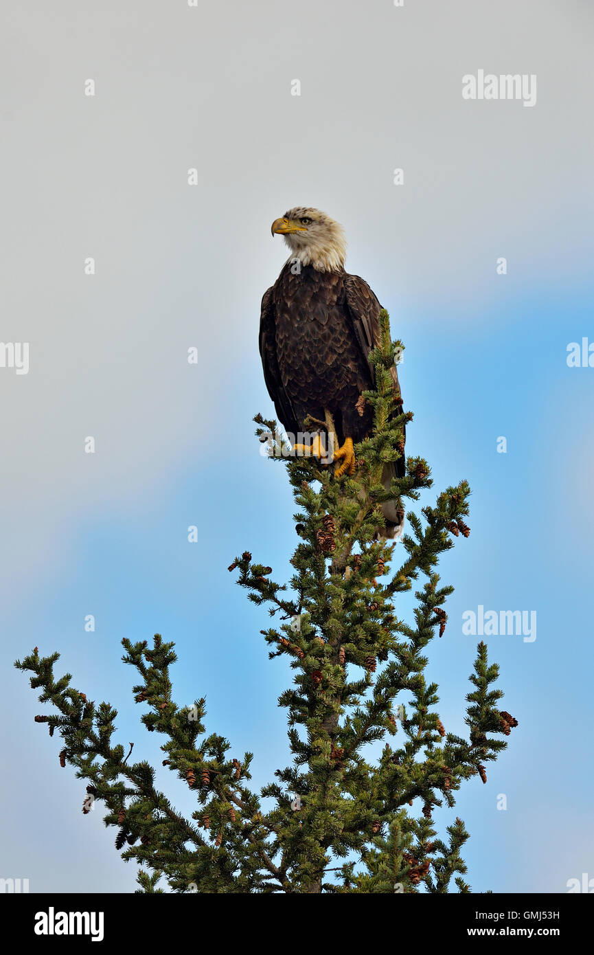 Eagle Standing On Pine Tree