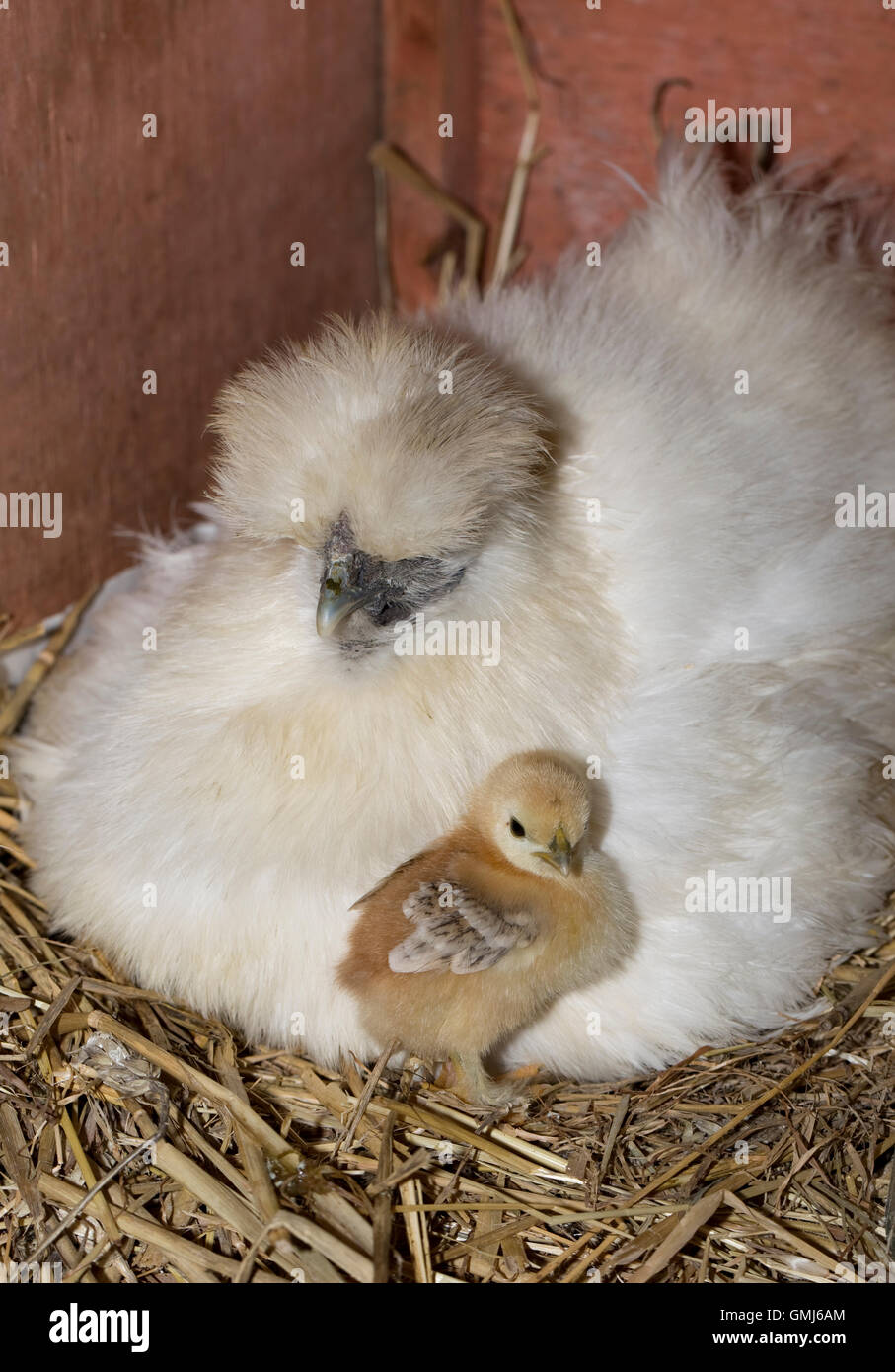 Newly hatched chick with broody Bantam hen Cotswolds UK Stock Photo Alamy