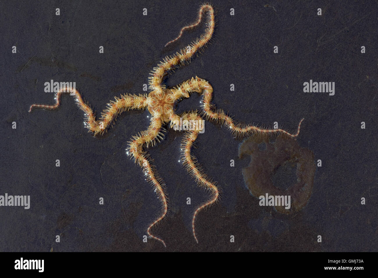 Brittle Star (Ophiuroidea Stock Photo Alamy