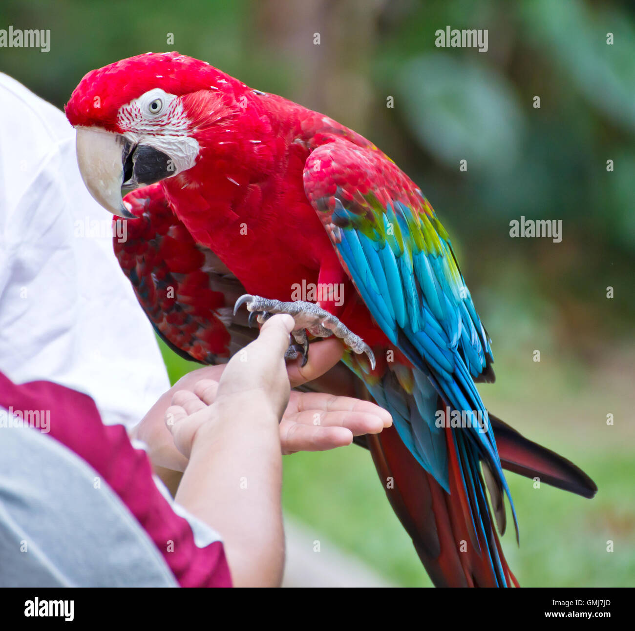 Macaw on hand hi-res stock photography and images - Alamy